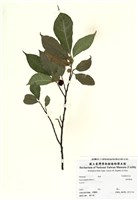 藏品(菲律賓榕)的圖片